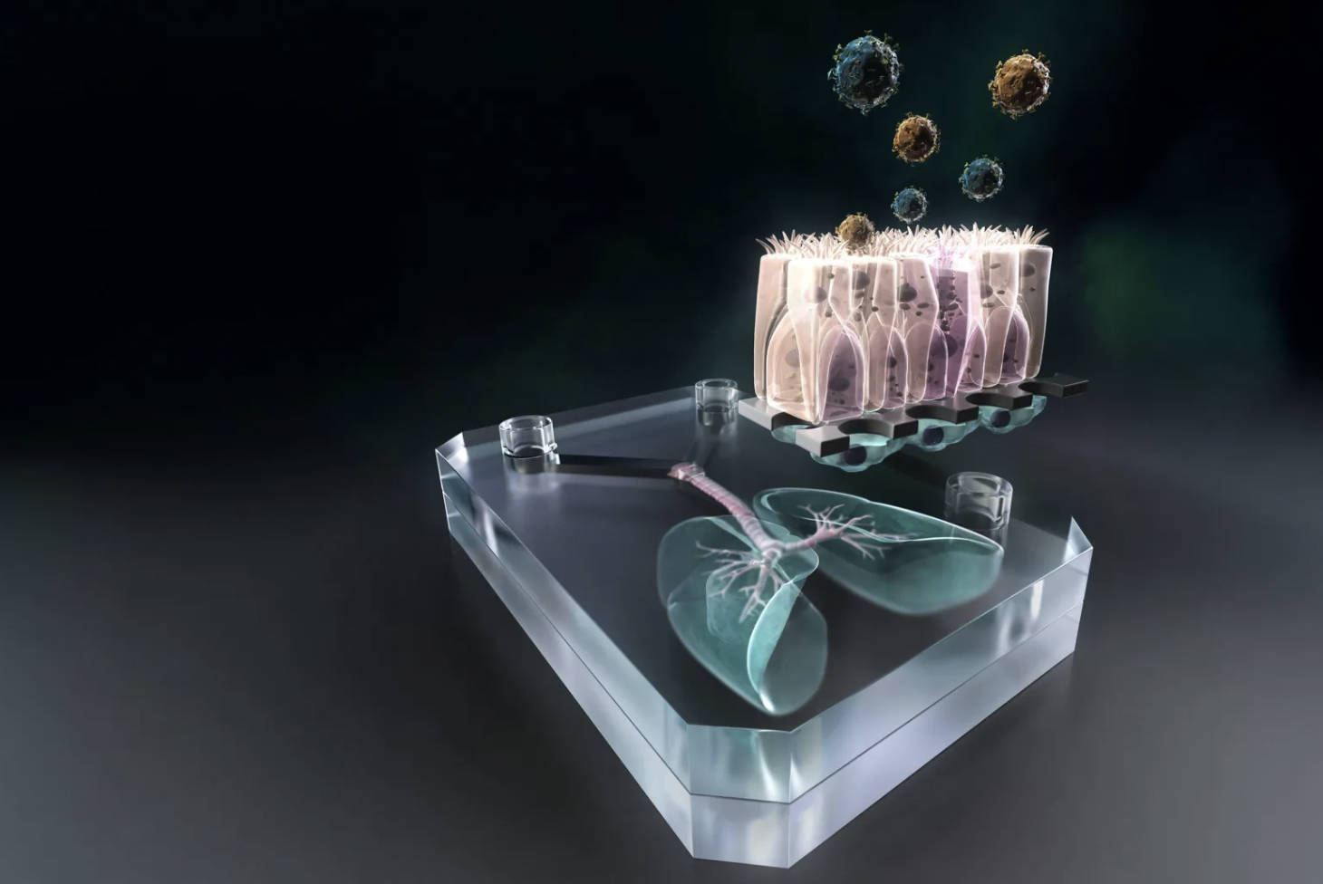 دۇنيادىكى تۇنجى يەككە گېنلىق «ئۆپكە ئۆزىكى» بارلىققا كەلدى دۇنيادىكى تۇنجى يەككە گېنلىق «ئۆپكە ئۆزىكى» بارلىققا كەلدى