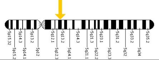 سەندخوف كېسىلى Sandhoff disease سەندخوف كېسىلى Sandhoff disease