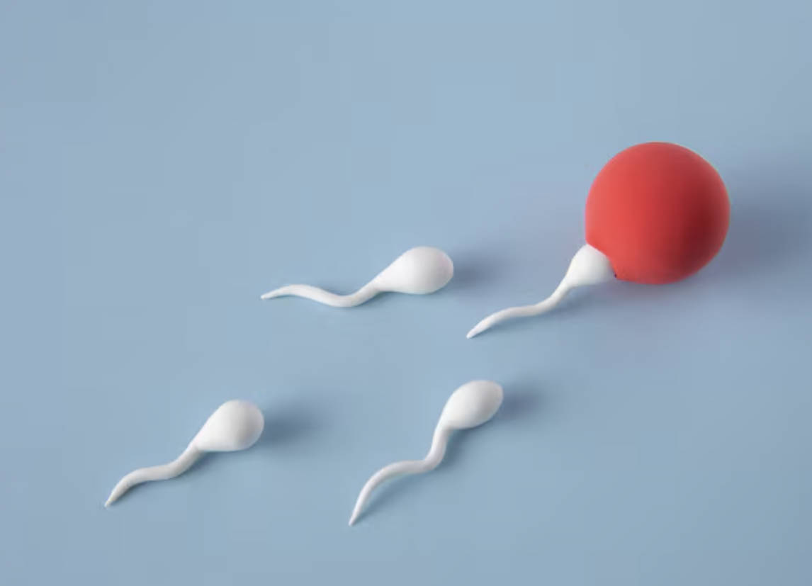 ئىسپېرما بىلەن تۇخۇم ھاياتلىقنى قانداق بارلىققا كەلتۈرىدۇ؟ ئىسپېرما بىلەن تۇخۇم ھاياتلىقنى قانداق بارلىققا كەلتۈرىدۇ؟