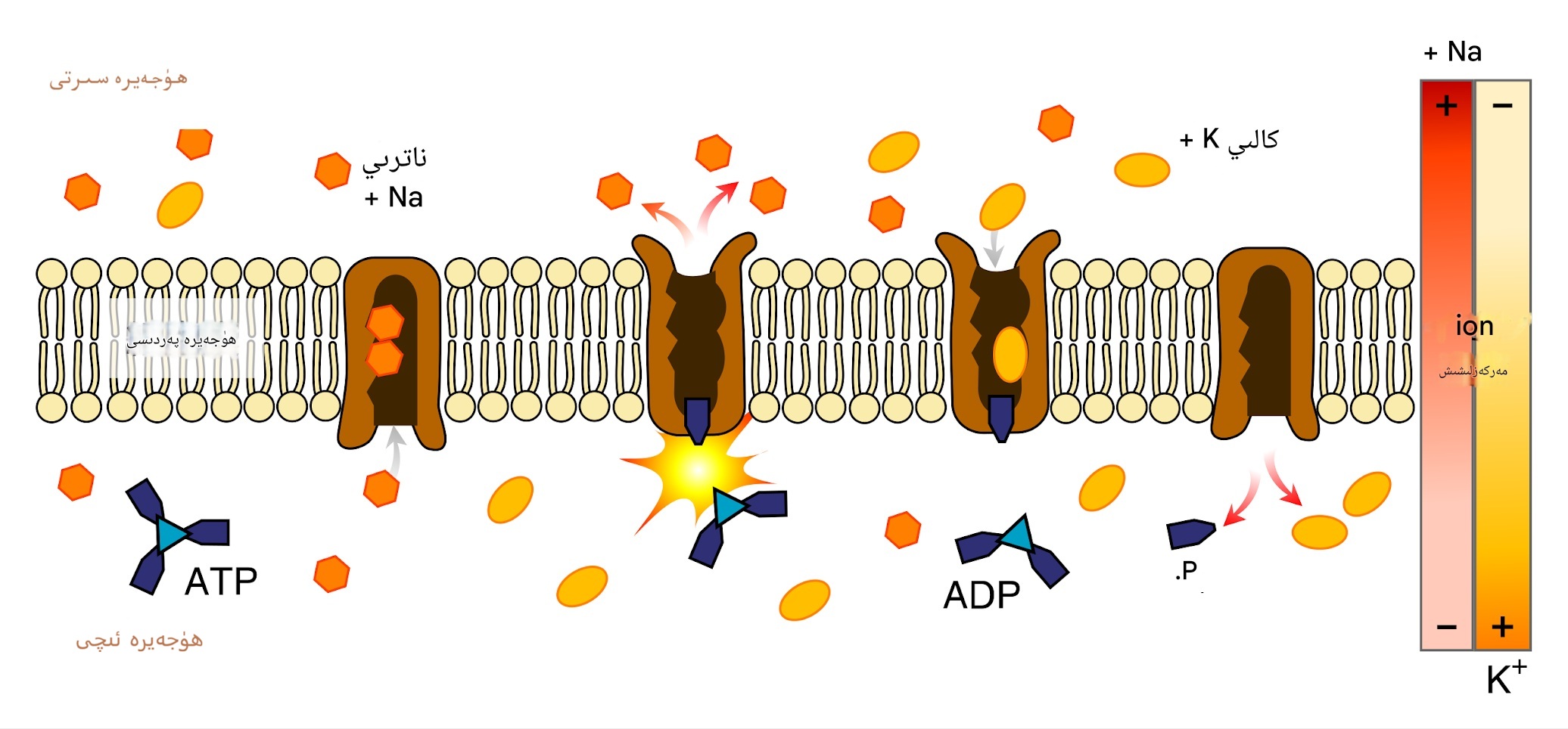 ئاكتىپ توشۇش
