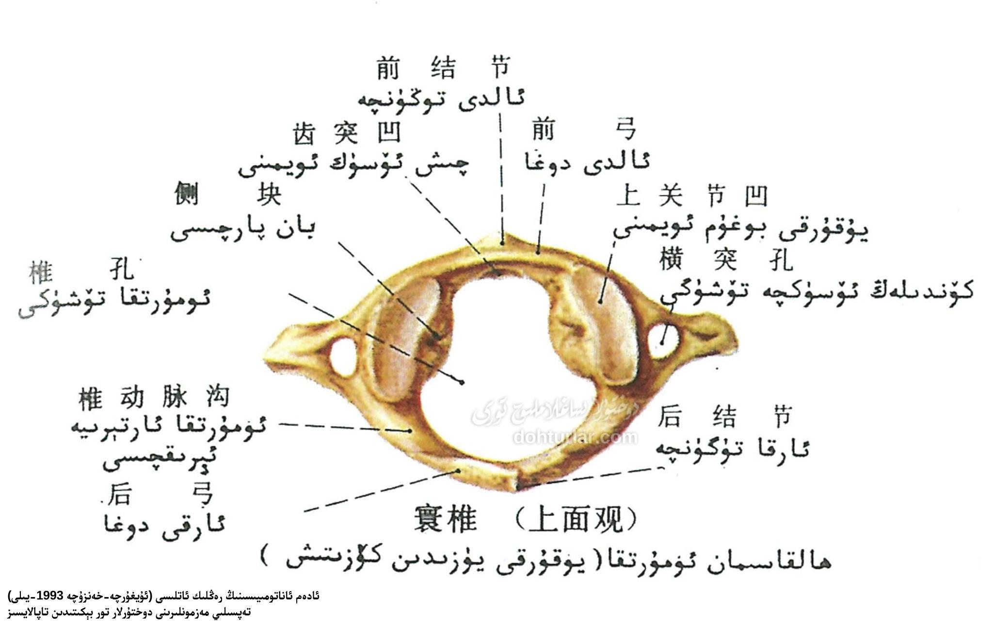 ھالقىسىمان ئومۇرتقا ئاناتومىيىلىك تۈزۈلۈشى