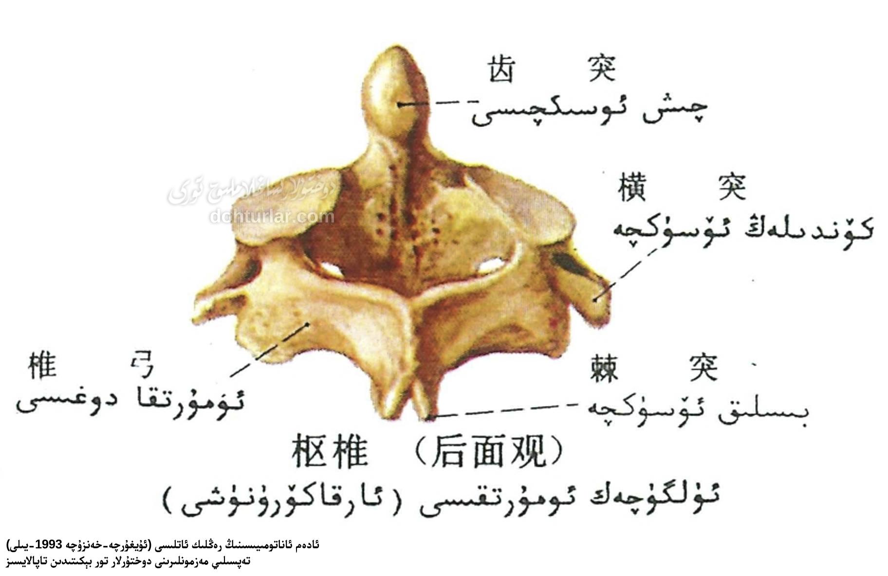 ئۈلگۈجەك ئومۇرتقىسى ئاناتومىيىلىك تۈزۈلۈشى