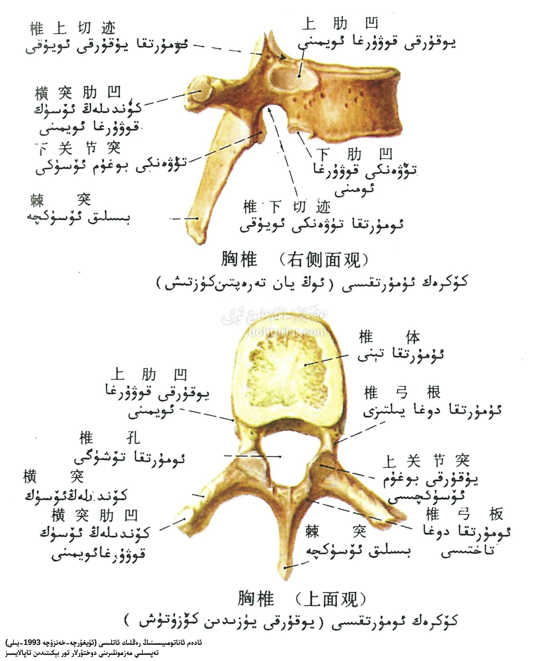 كۆكرەك ئومۇرتقا ئاناتومىيىلىك تۈزۈلۈشى