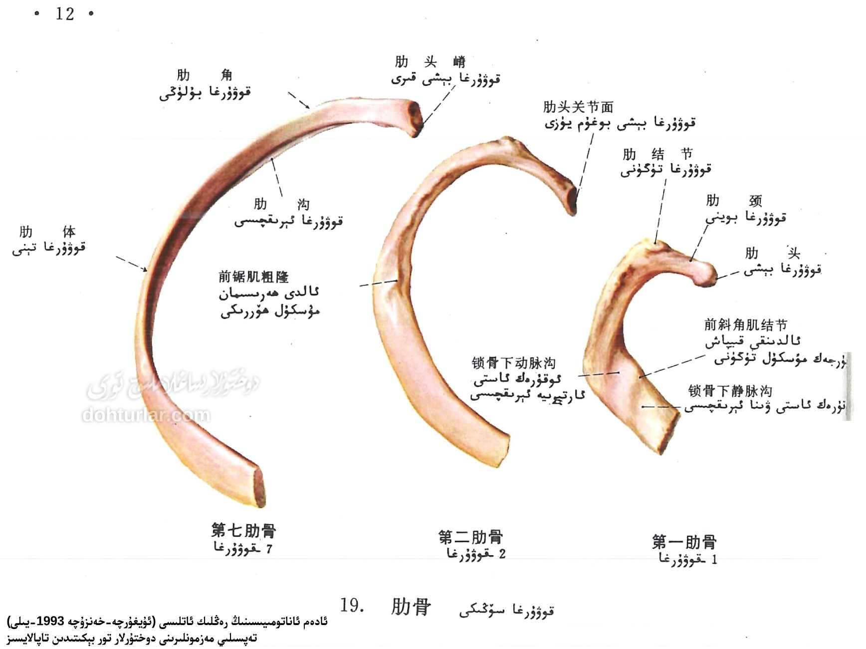 قوۋۇرغا سۆڭىكىنىڭ ئاناتومىيىلىك تۈزۈلۈشى ۋە فۇنكسىيەسى