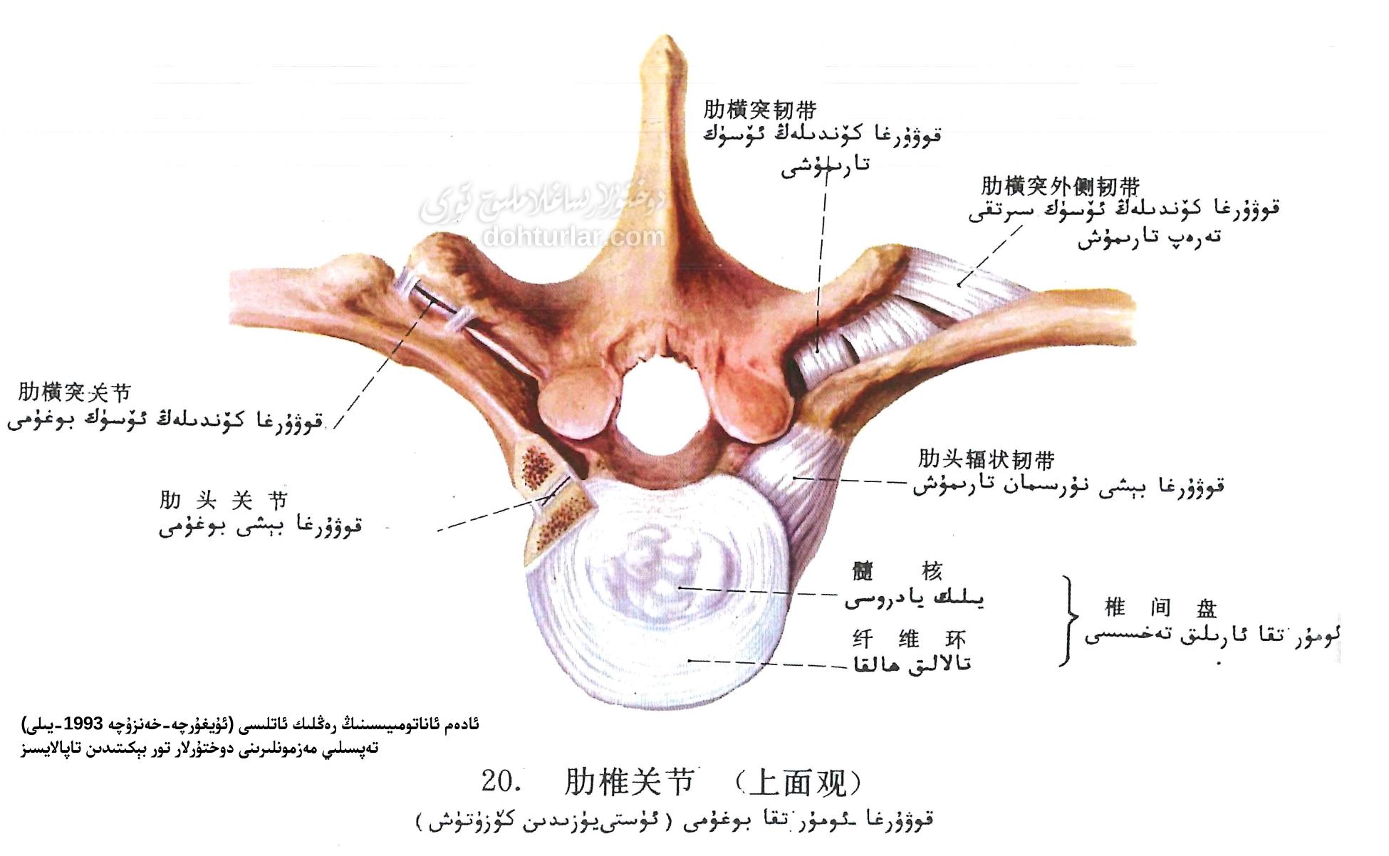 قوۋۇرغا-ئومۇرتقا بوغۇمى ئاناتومىيىلىك تۈزۈلۈشى ئۈستىدىن كۆرۈنۈشى