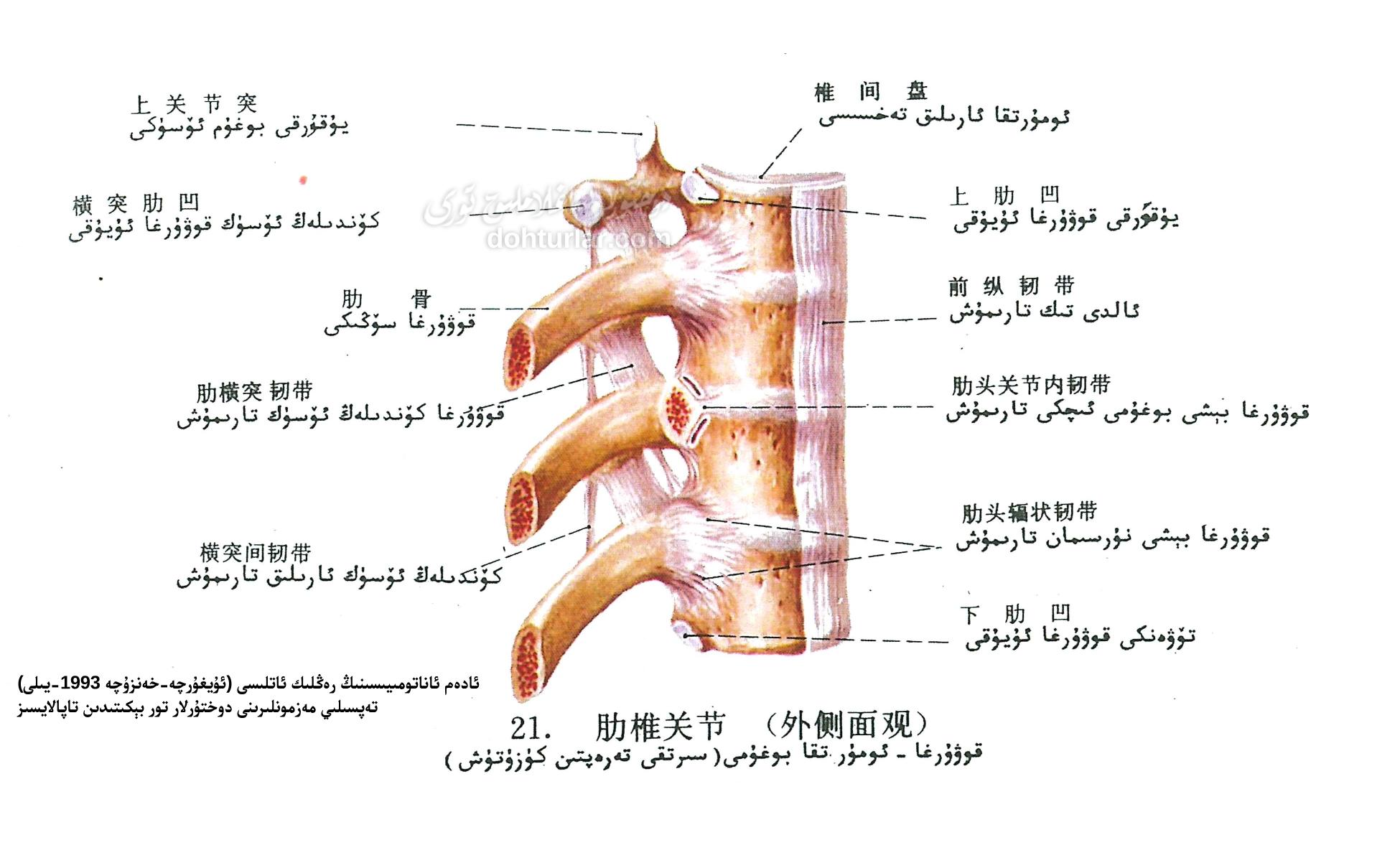 قوۋۇرغا-ئومۇرتقا بوغۇمى ئاناتومىيىسى ياندىن كۆرۈنۈشى قوۋۇرغا-ئومۇرتقا بوغۇمى ئاناتومىيىسى ياندىن كۆرۈنۈشى
