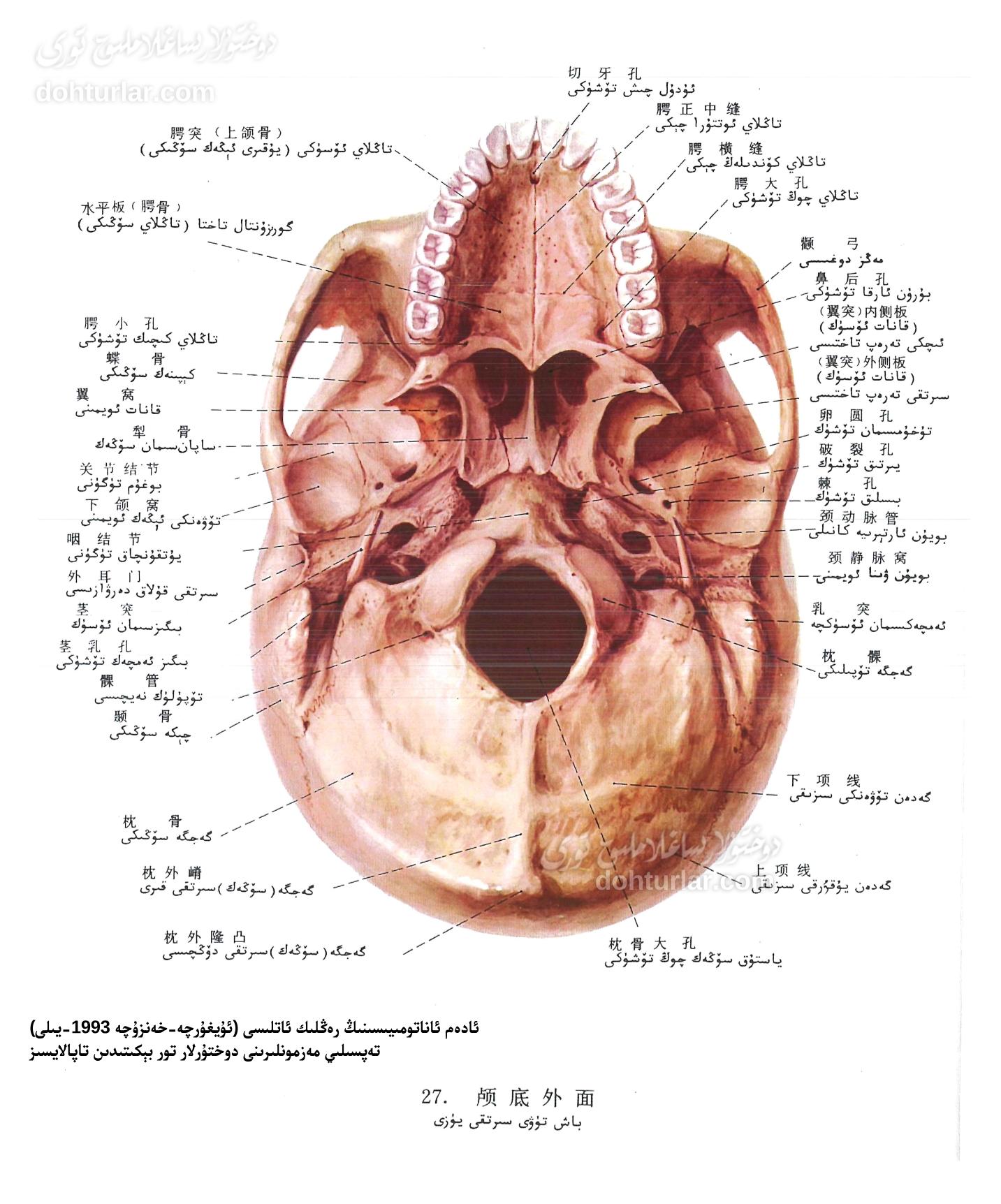 باش سۆڭىكى تۈۋى ئاناتومىيىلىك تۈزۈلۈشى سىرتقى كۆرۈنۈشى