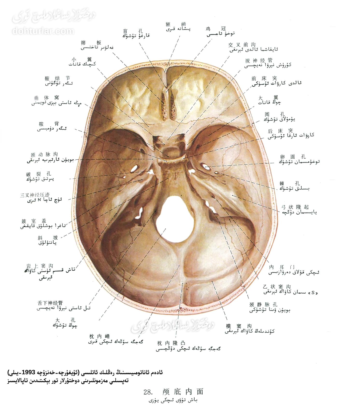 باش سۆڭىكى تۈۋى ئىچكى يۈزى ئاناتومىيىلىك تۈزۈلۈشى باش سۆڭىكى تۈۋى ئىچكى يۈزى ئاناتومىيىلىك تۈزۈلۈشى