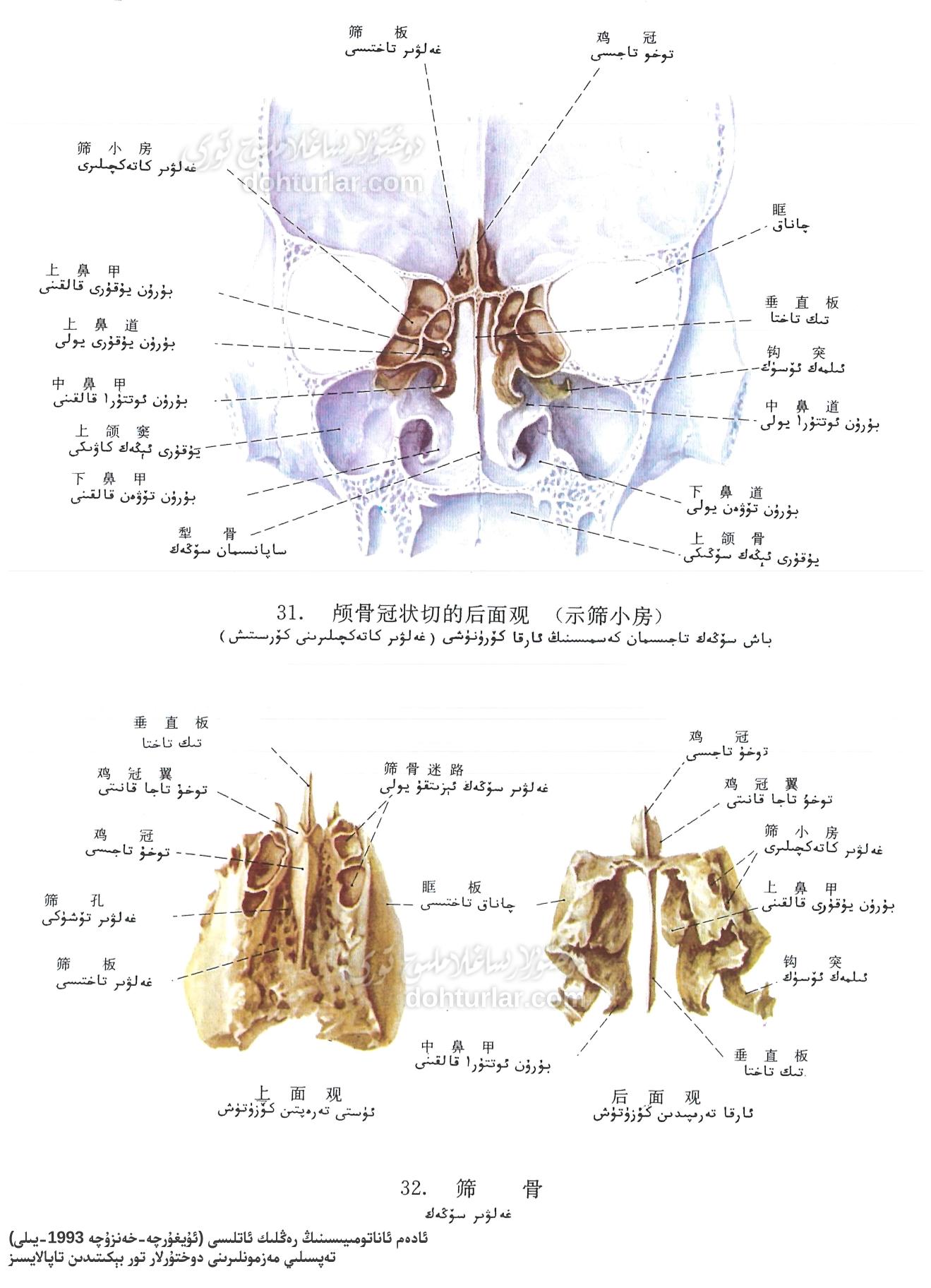 غەلۋىر سۆڭەك ئاناتومىيىلىك تۈزۈلۈشى