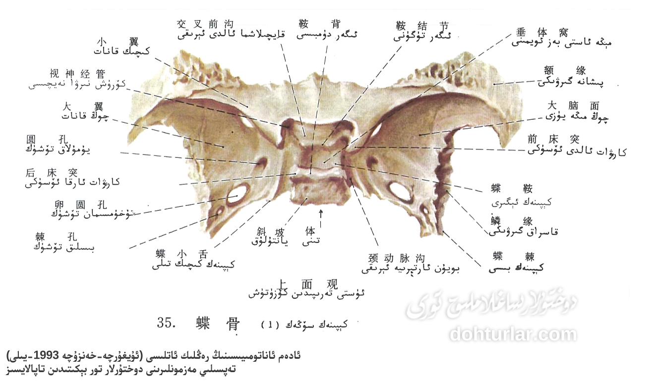 كېپىنەك سۆڭەك ئاناتومىيىلىك تۈزۈلۈشى ئۈستىدىن كۆرۈنۈشى