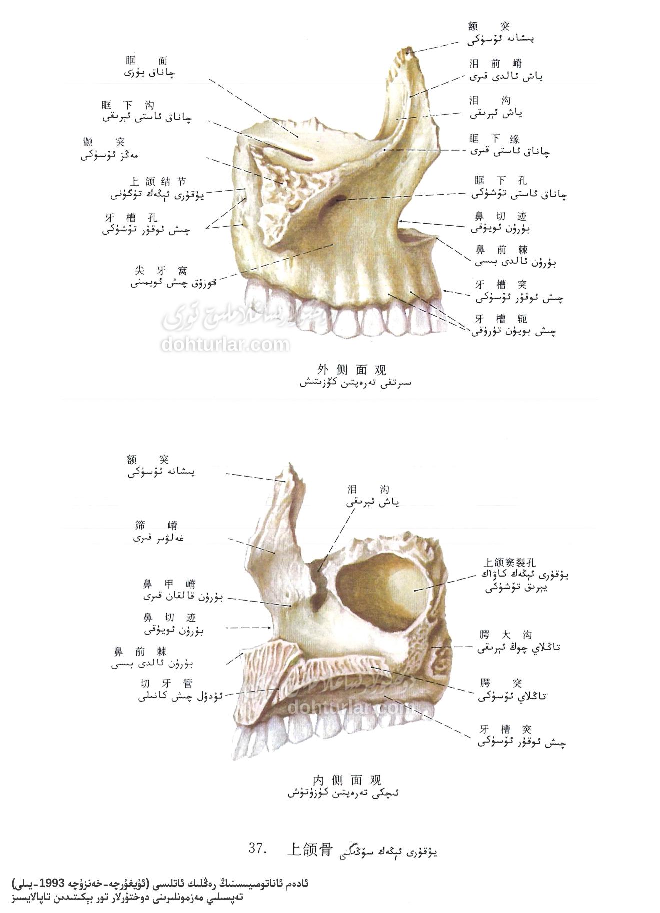 يۇقىرى ئېڭەك سۆڭىكى ئاناتومىيەلىك تۈزۈلۈشى