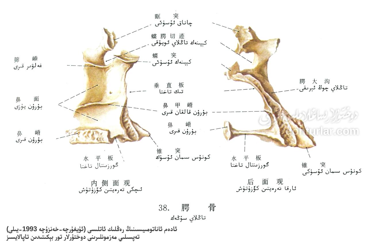 تاڭلاي سۆڭەك ئاناتومىيىلىك تۈزۈلۈشى ئىچكى ۋە ئارقا كۆرۈنۈشى