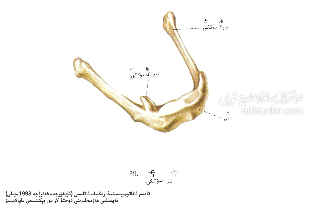 تىل سۆڭىكى ئاناتومىيىلىك تۈزۈلۈشى