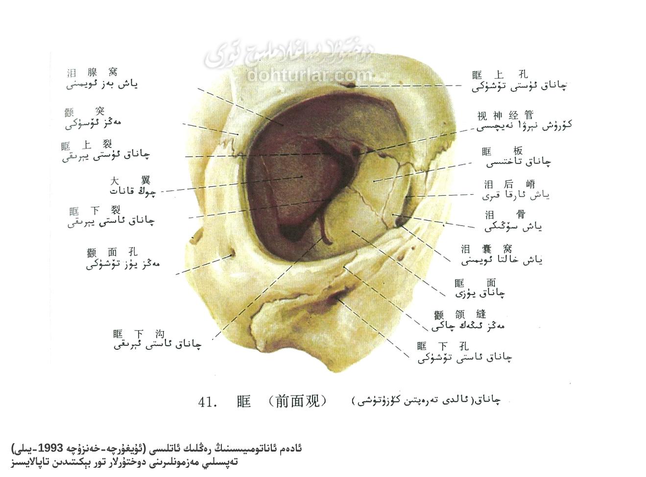 چاناق سۆڭىكى ئاناتومىيىلىك تۈزۈلۈشى ئالدى تەرەپتىن كۆرۈنۈشى