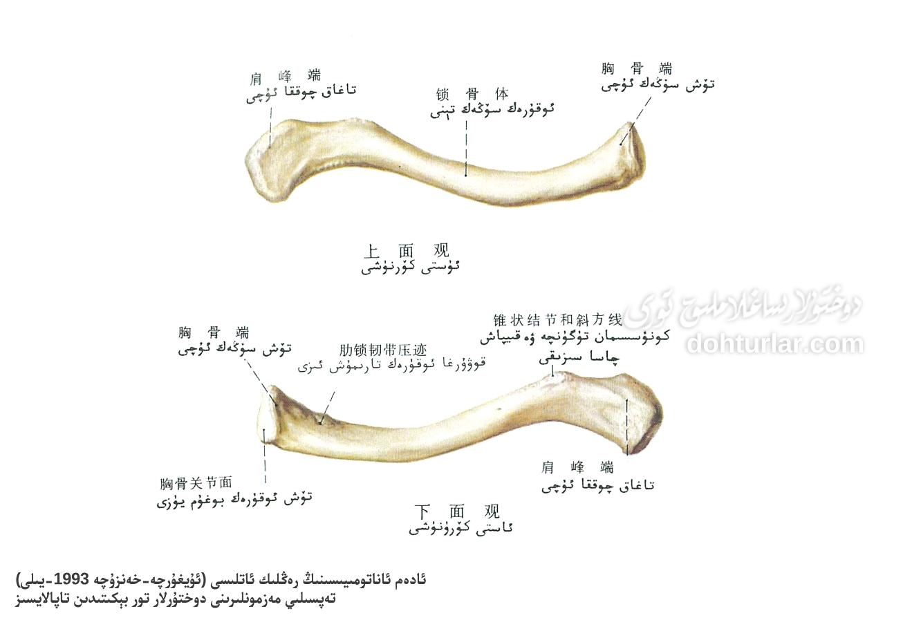 ئوقۇرەك سۆڭەك ئاناتومىيىلىك تۈزۈلۈشى