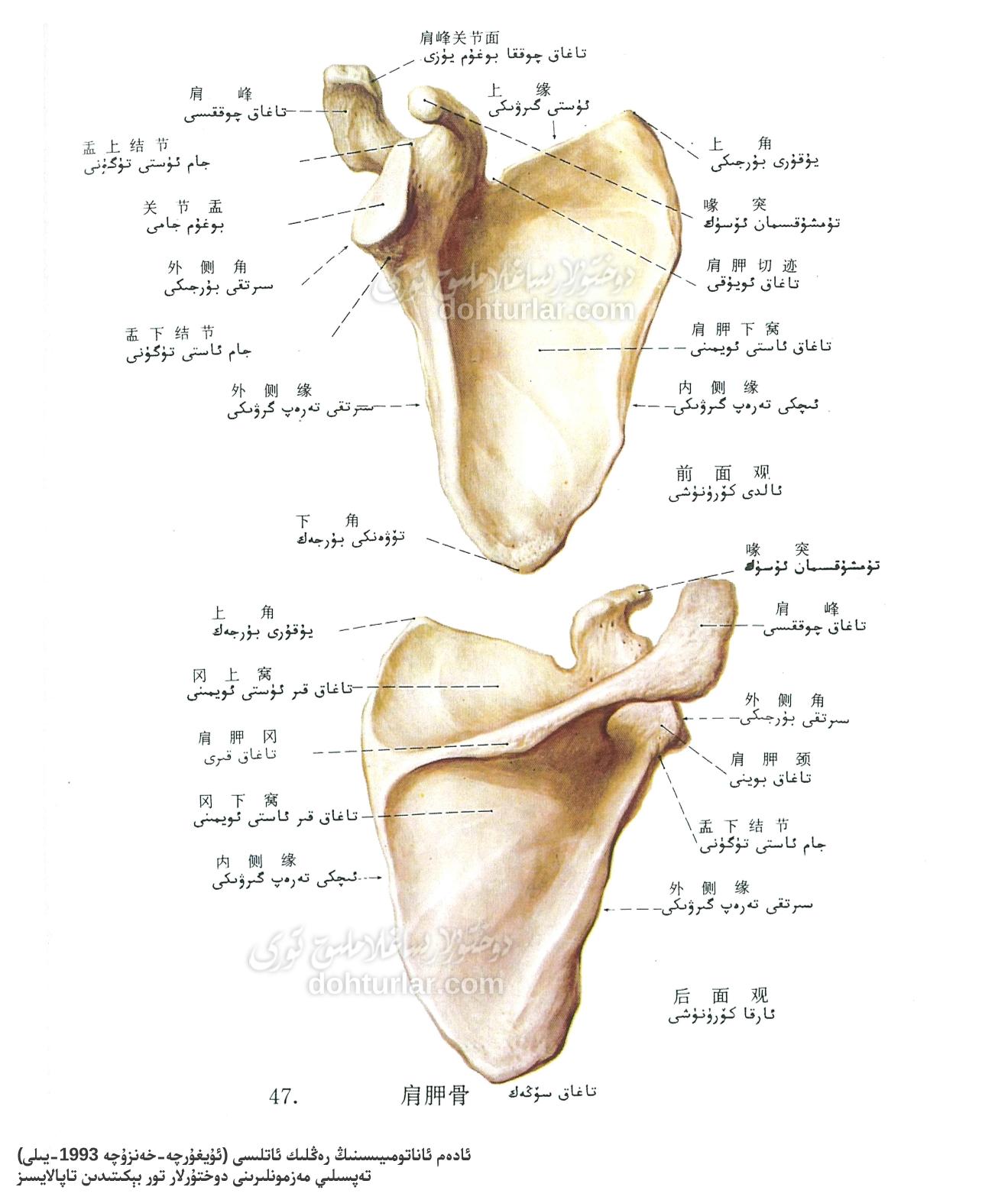 تاغاق سۆڭىكى ئاناتومىيىلىك تۈزۈلۈشى
