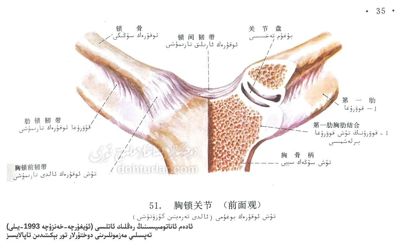 تۆش-ئوقۇرەك بوغۇمى ئاناتومىيىلىك تۈزۈلۈشى