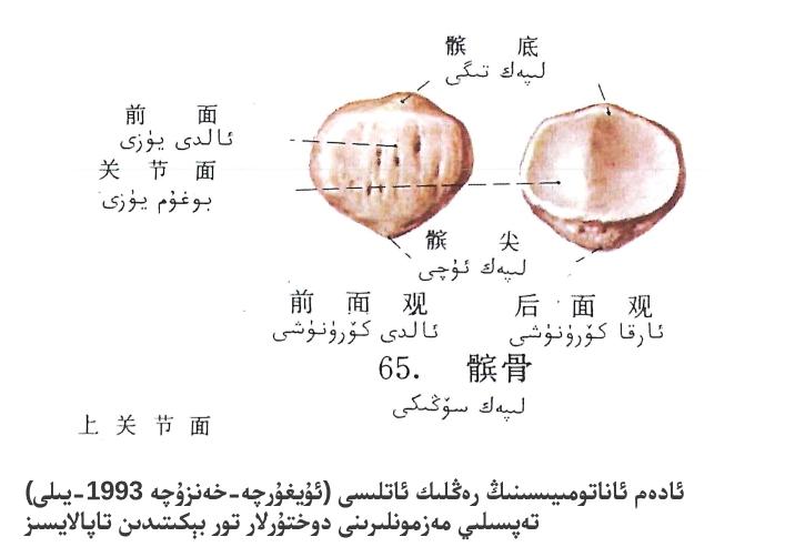 لىپەك سۆڭىكى ئاناتومىيەلىك تۈزۈلۈشى