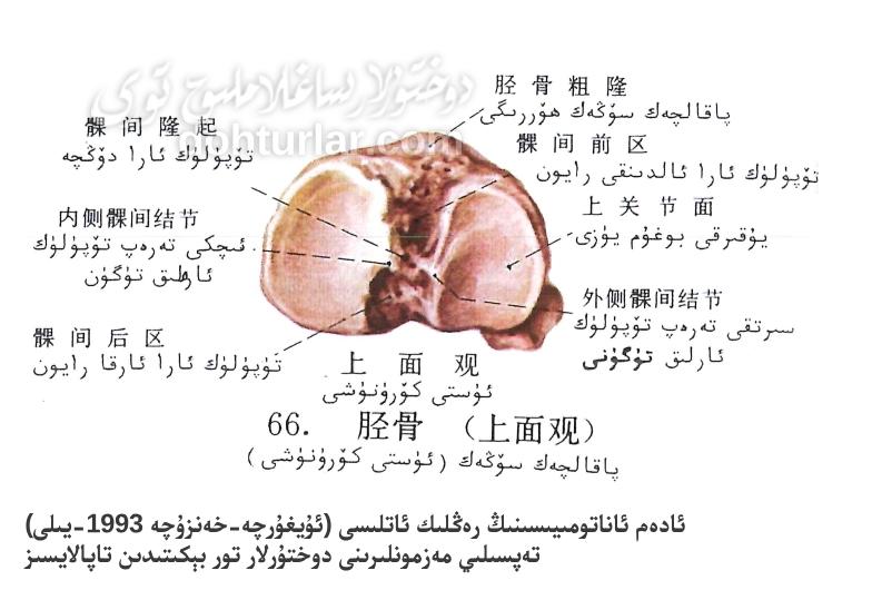 پاقالچەك سۆڭەك يۇقىرىقى قىسمىنىڭ ئاناتومىيەسى