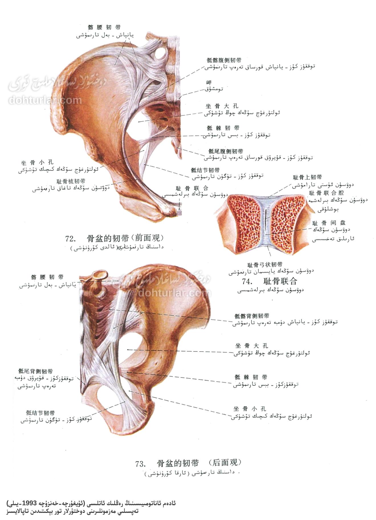 داس تارىمۇشلىرى ئاناتومىيىلىك تۈزۈلۈشى