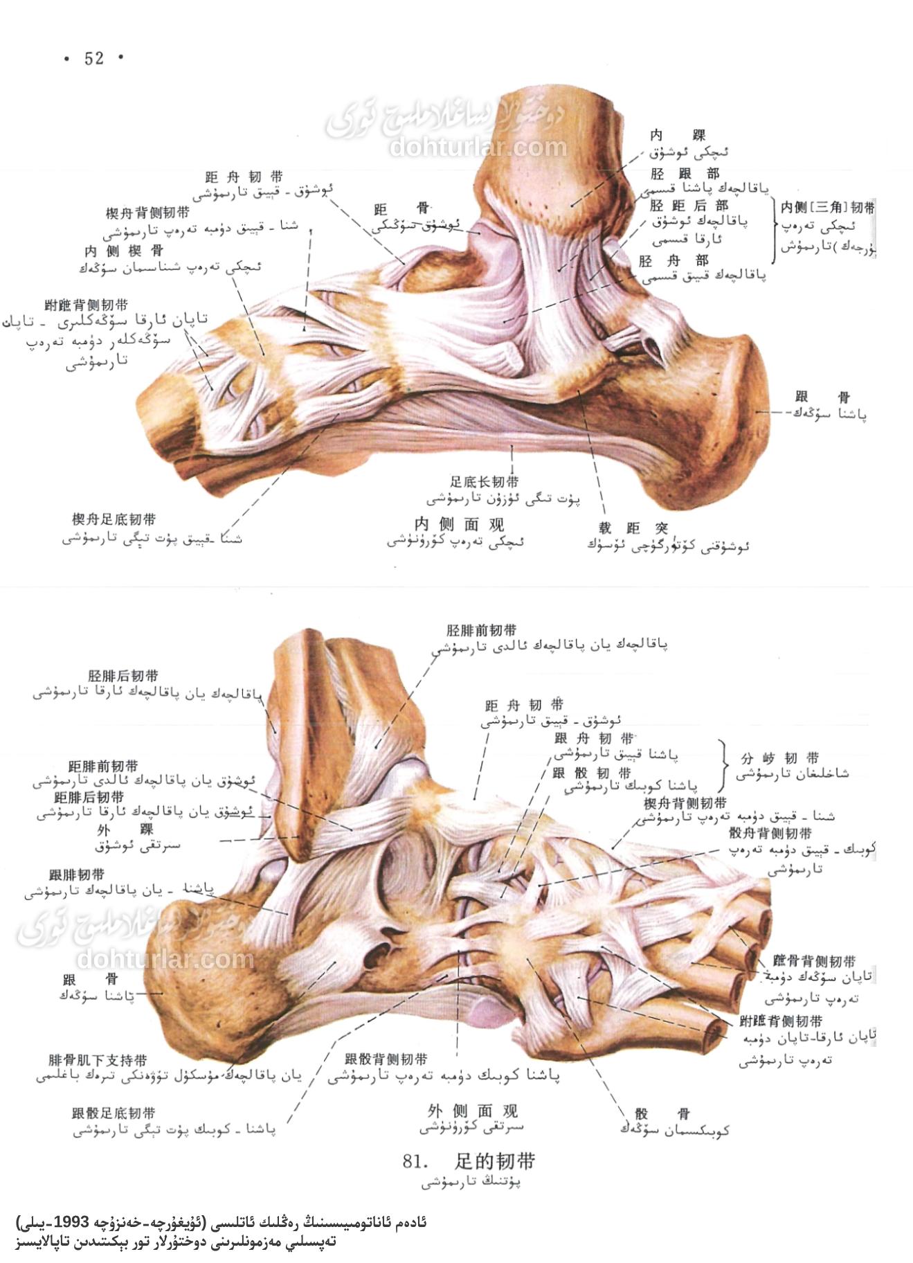 پۇت تارىمۇشلىرى ئاناتومىيىلىك تۈزۈلۈشى