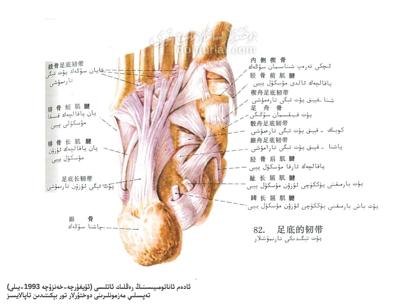 پۇت تېگى تارىمۇشلىرى ئاناتومىيىلىك تۈزۈلۈشى