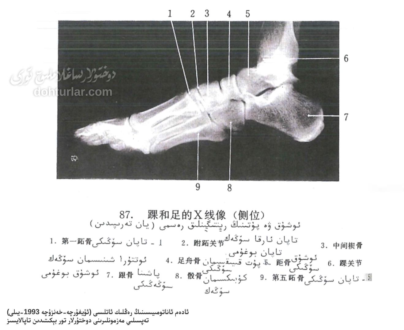 ئوشۇق ۋە پۇتنىڭ رېنتىگېنى ياندىن كۆرۈنۈشى