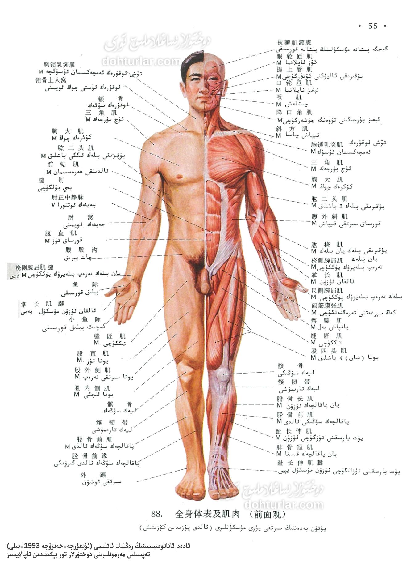 ئىنسان بەدىنىنىڭ ئالدى يۈز مۇسكۇللىرى ئاناتومىيىسى ئىنسان بەدىنىنىڭ ئالدى يۈز مۇسكۇللىرى ئاناتومىيىسى