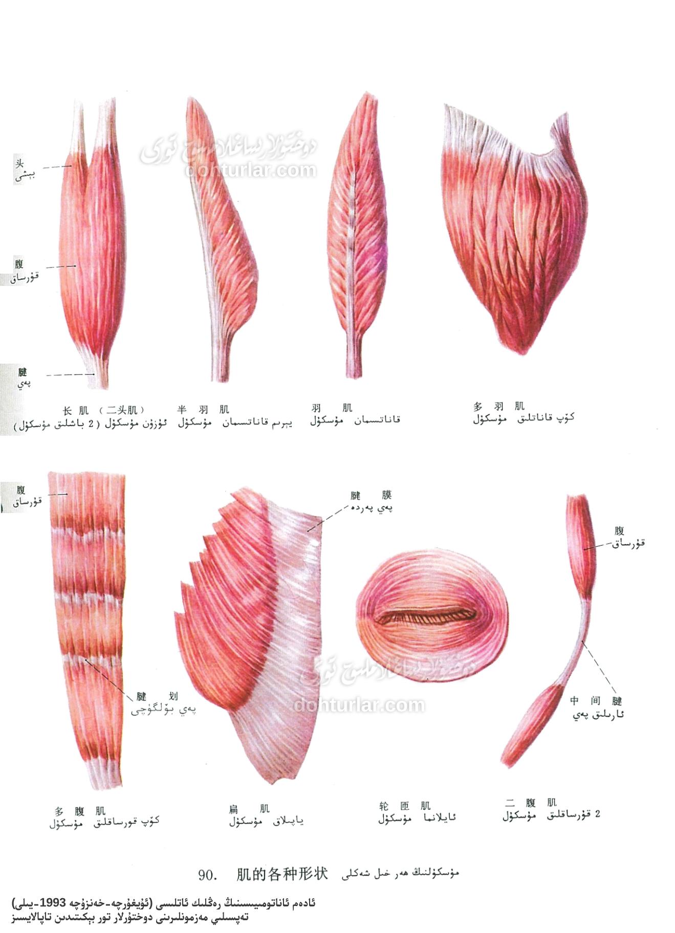 مۇسكۇللارنىڭ كۆپ خىل شەكىللىرى مۇسكۇللارنىڭ كۆپ خىل شەكىللىرى