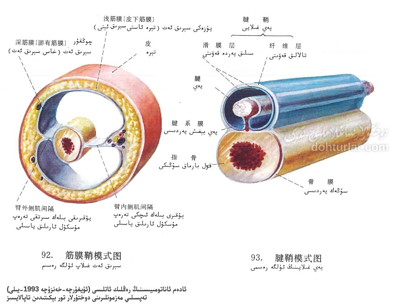 پەي غىلاپى ۋە سېرىق ئەت غىلاپىنىڭ ئاناتومىيەلىك تۈزۈلۈشى پەي غىلاپى ۋە سېرىق ئەت غىلاپىنىڭ ئاناتومىيەلىك تۈزۈلۈشى