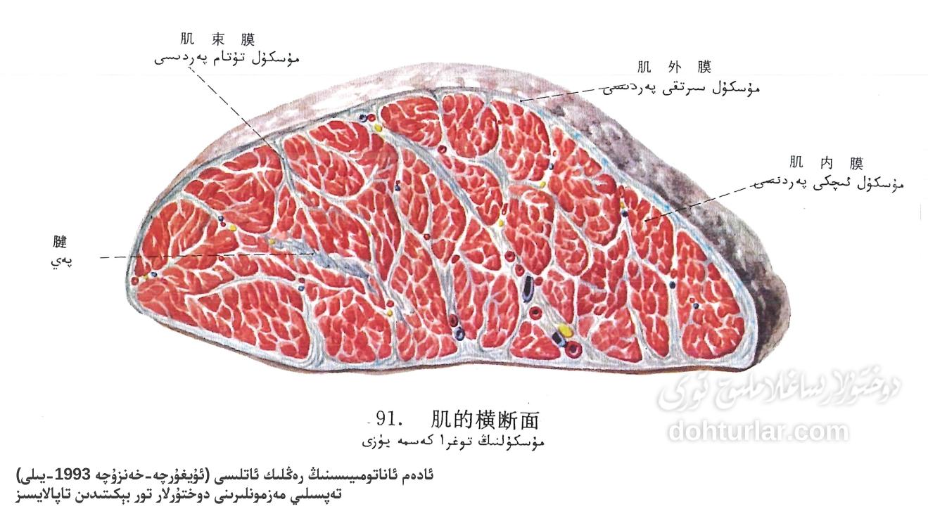 مۇسكۇل توغرا كەسمە يۈزى ئاناتومىيىلىك تۈزۈلۈشى