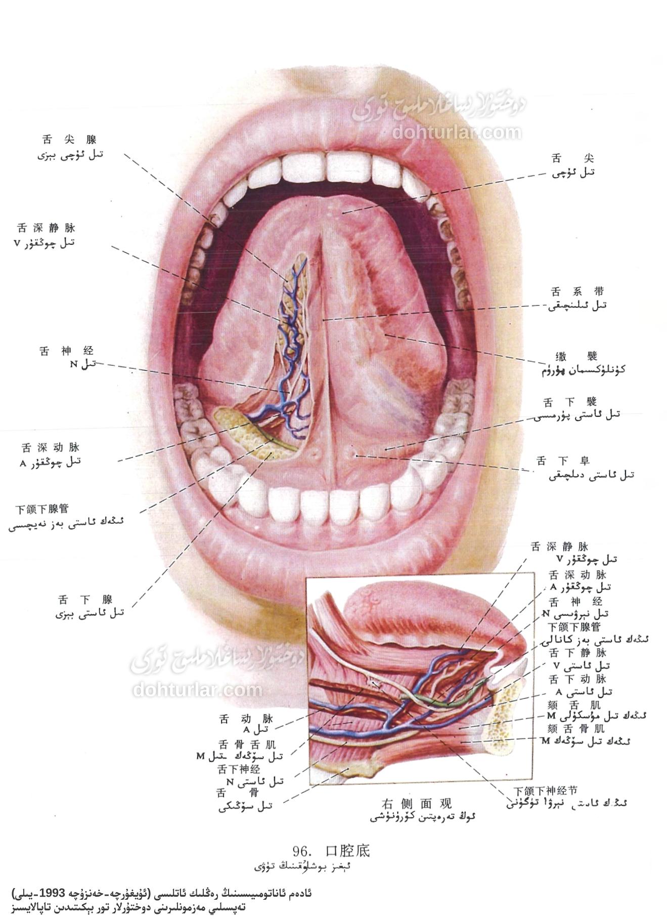 ئېغىز بوشلۇقى تۈۋىنىڭ ئاناتومىيەسى ئېغىز بوشلۇقى تۈۋىنىڭ ئاناتومىيەسى
