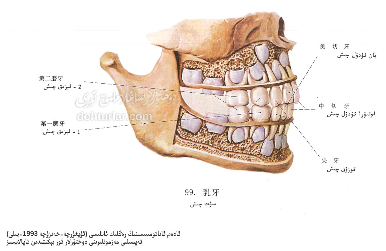 سۈت چىشى ئاناتومىيىلىك تۈزۈلۈشى