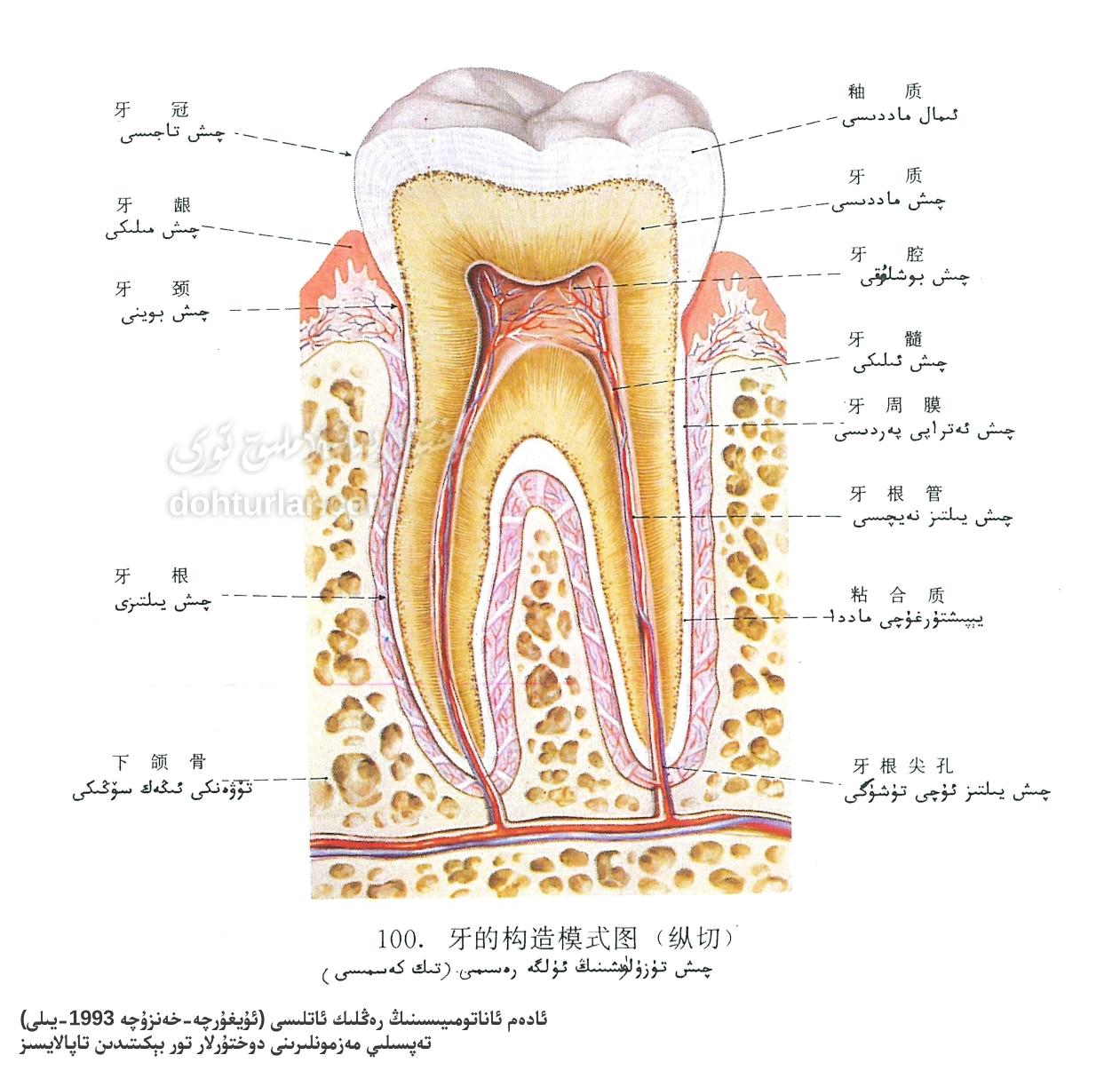 چىش تۈزۈلۈشىنىڭ ئاناتومىيەلىك كۆرۈنۈشى تىك كەسمە يۈزى