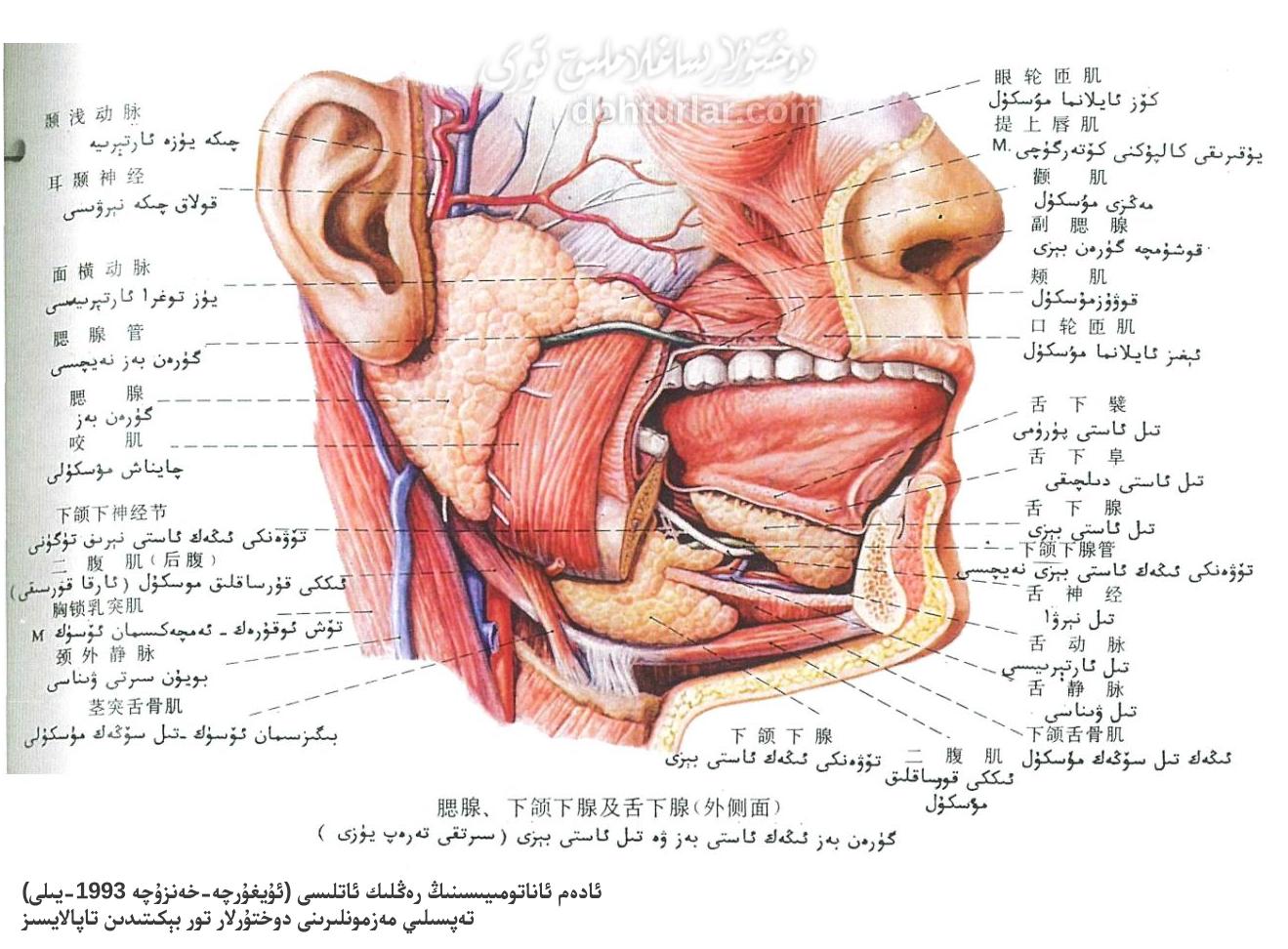 گۈرەن، ئىڭەك ئاستى ۋە تىل ئاستى بەزلىرى ئاناتومىيىلىك تۈزۈلۈشى