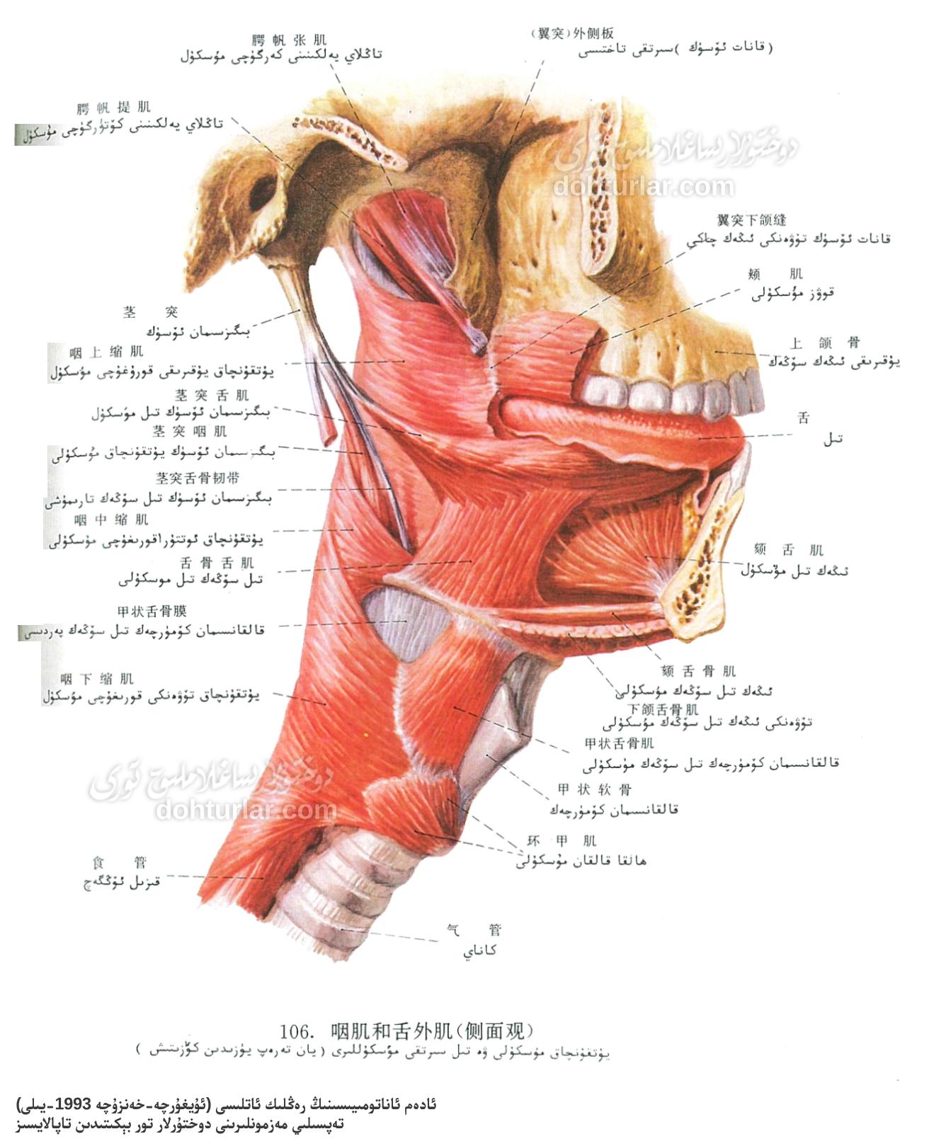 يۇتقۇنچاق ۋە تىل مۇسكۇللىرىنىڭ ئاناتومىيىسى يۇتقۇنچاق ۋە تىل مۇسكۇللىرىنىڭ ئاناتومىيىسى