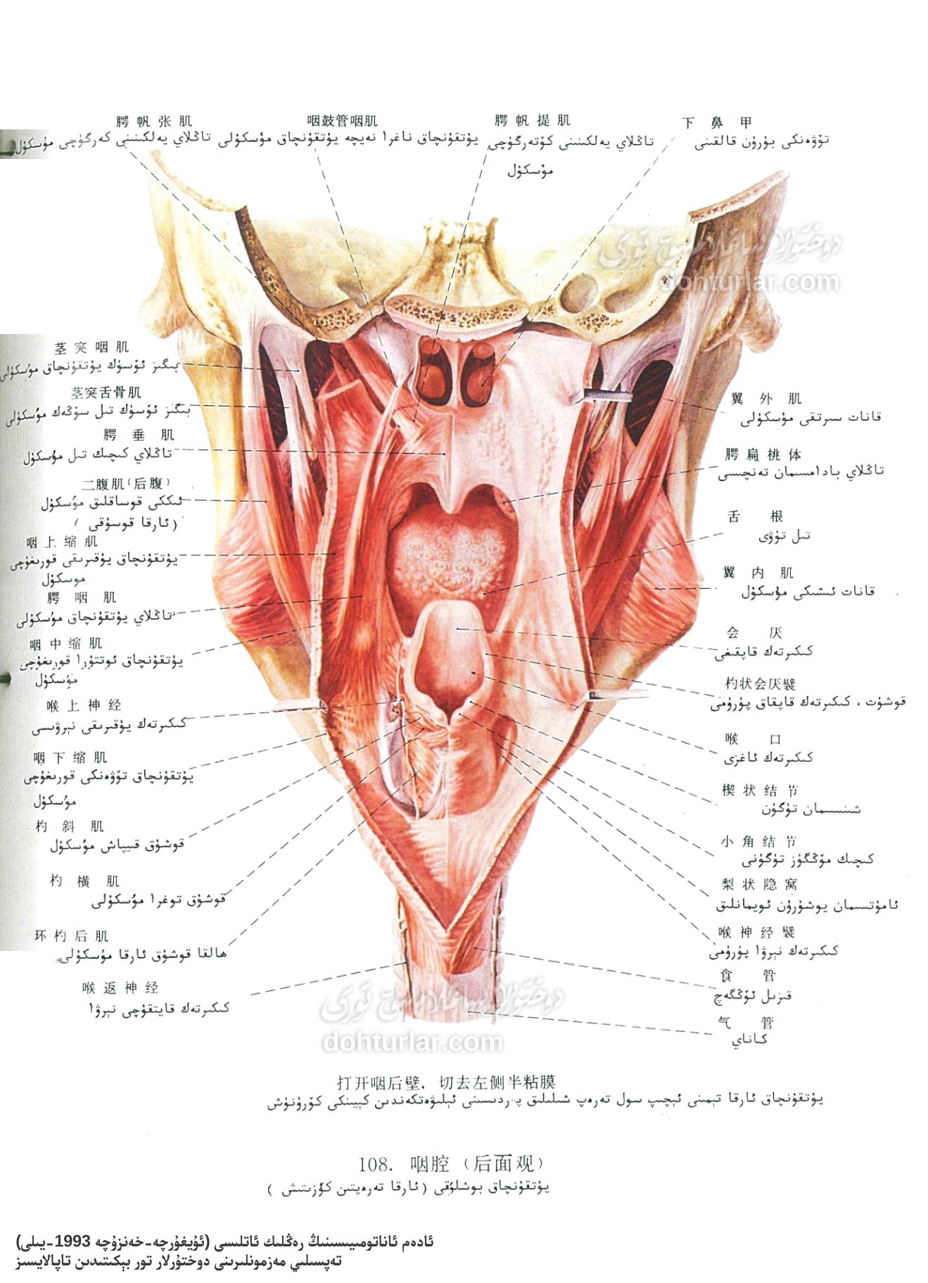يۇتقۇنچاق بوشلۇقى ئاناتومىيىلىك تۈزۈلۈشى ئارقا كۆرۈنۈشى يۇتقۇنچاق بوشلۇقى ئاناتومىيىلىك تۈزۈلۈشى ئارقا كۆرۈنۈشى