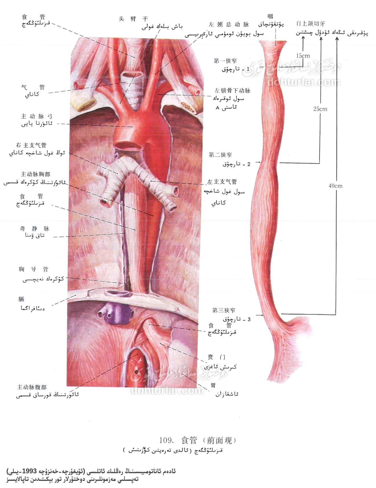 قىزىلئۆڭگەچ ئاناتومىيىسى ۋە فۇنكسىيىسى