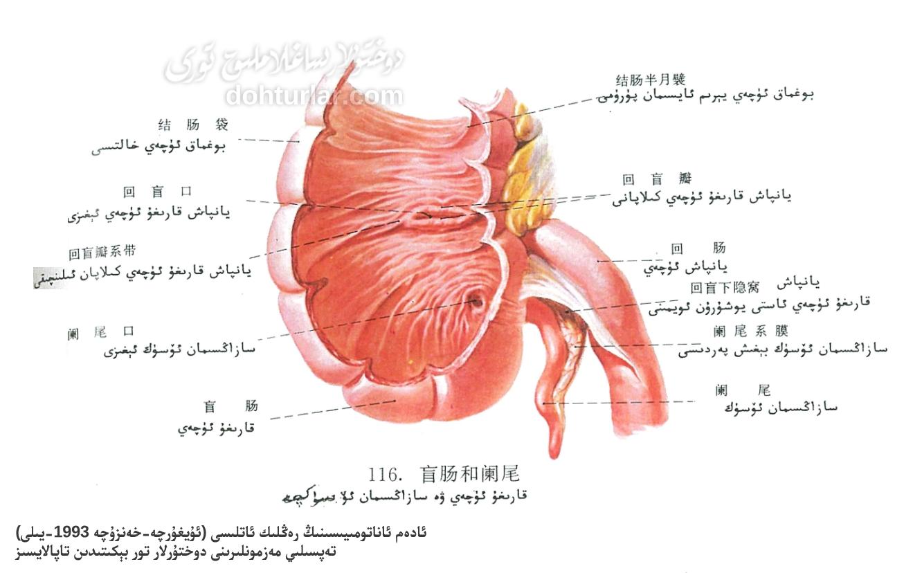 تۈز ئۈچەي ئاناتومىيىلىك تۈزۈلۈشى ئىچكى كۆرۈنۈشى