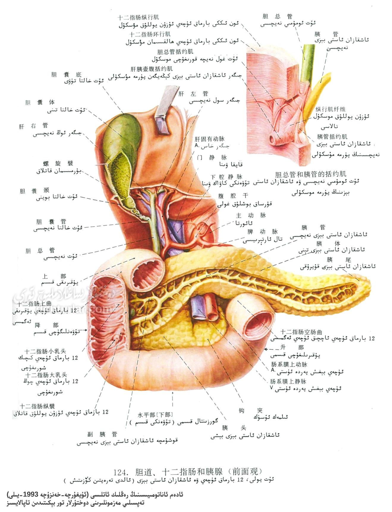 ئۆت يولى، 12 بارماق ئۈچەي ۋە ئاشقازان ئاستى بېزىنىڭ ئاناتومىيىلىك تۈزۈلۈشى ئۆت يولى، 12 بارماق ئۈچەي ۋە ئاشقازان ئاستى بېزىنىڭ ئاناتومىيىلىك تۈزۈلۈشى