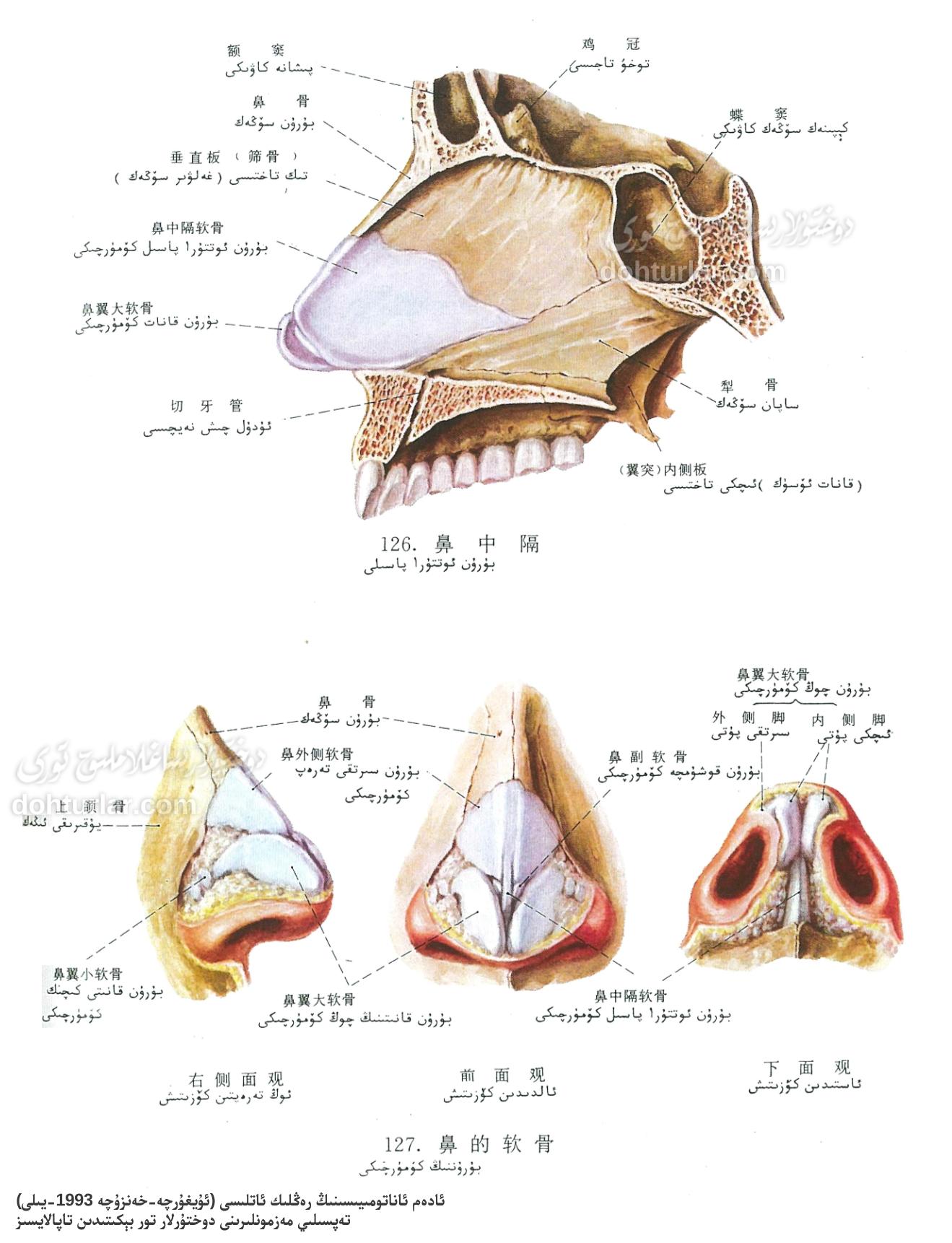 بۇرۇننىڭ ئاناتومىيىسى ۋە فۇنكسىيەسى بۇرۇننىڭ ئاناتومىيىسى ۋە فۇنكسىيەسى