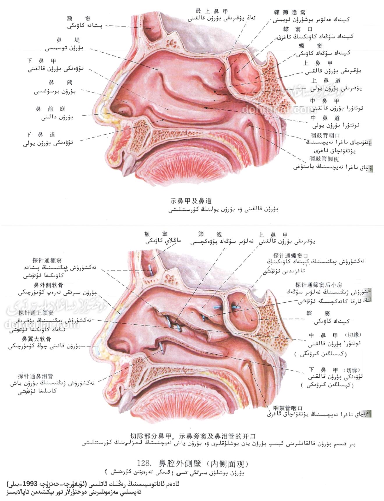 بۇرۇن بوشلۇقىنىڭ ئاناتومىيەلىك تۈزۈلۈشى بۇرۇن بوشلۇقىنىڭ ئاناتومىيەلىك تۈزۈلۈشى