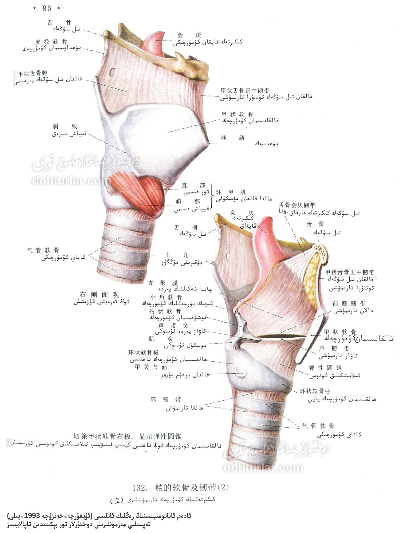كىكىرتەك كۆمۈرچەكلىرى ۋە مۇسكۇللىرى ئاناتومىيىسى كىكىرتەك كۆمۈرچەكلىرى ۋە مۇسكۇللىرى ئاناتومىيىسى