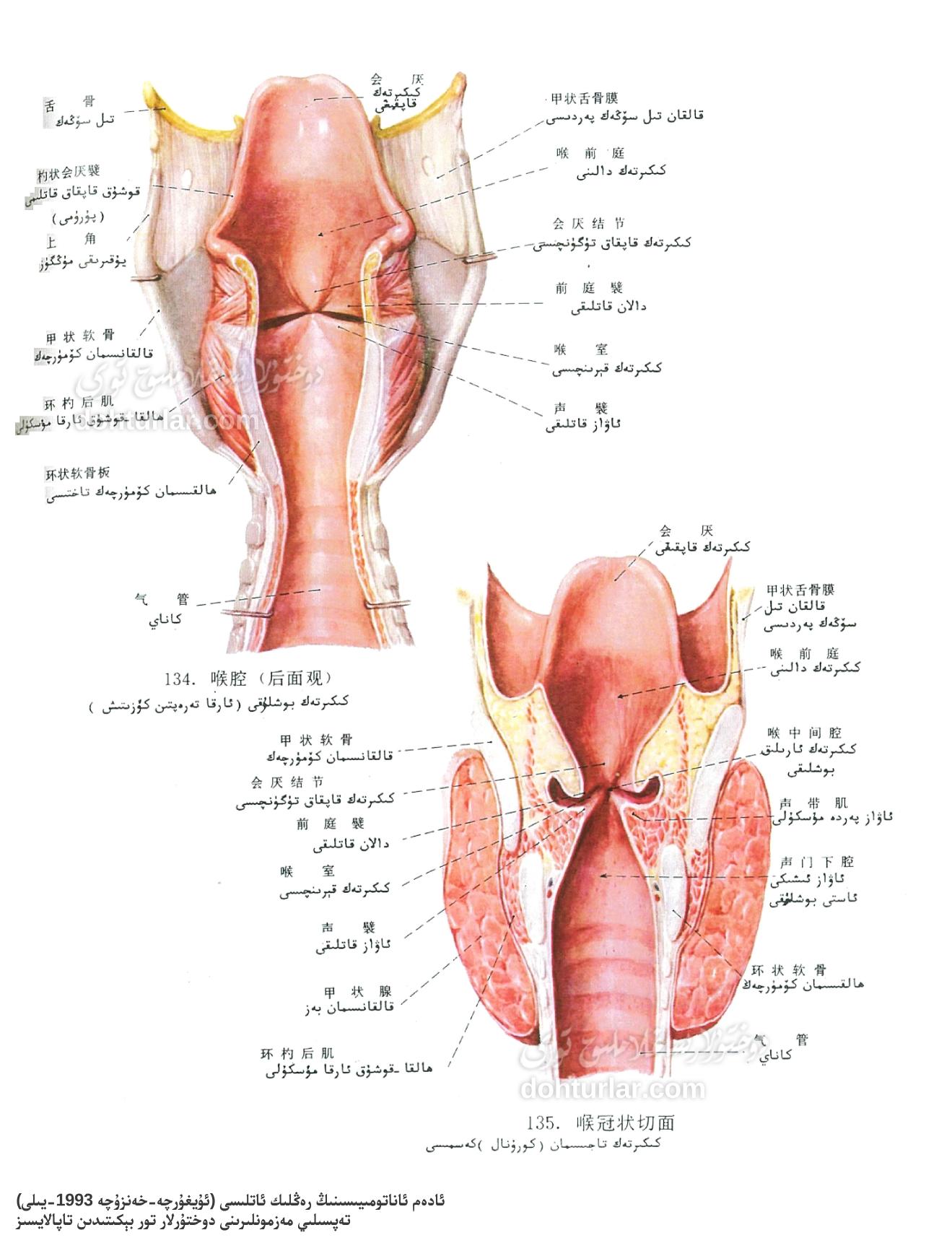 كىكىرتەك بوشلۇقى ئاناتومىيىسى ئارقا كۆرۈنۈشى ۋە كەسمە يۈزى كۆرۈنۈشى كىكىرتەك بوشلۇقى ئاناتومىيىسى ئارقا كۆرۈنۈشى ۋە كەسمە يۈزى كۆرۈنۈشى