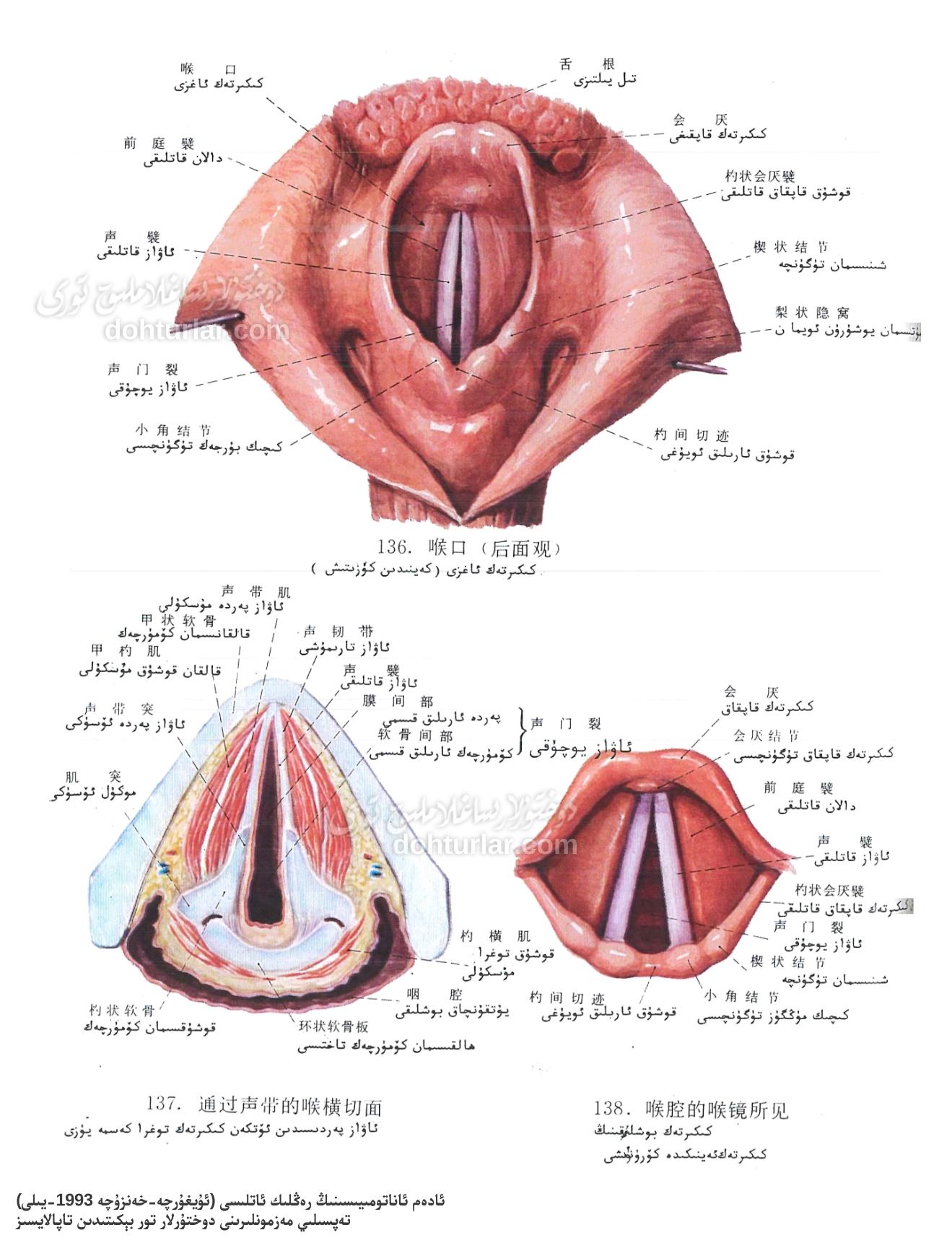 كېكىردەك ئاناتومىيەسى كېكىردەك ئاناتومىيەسى