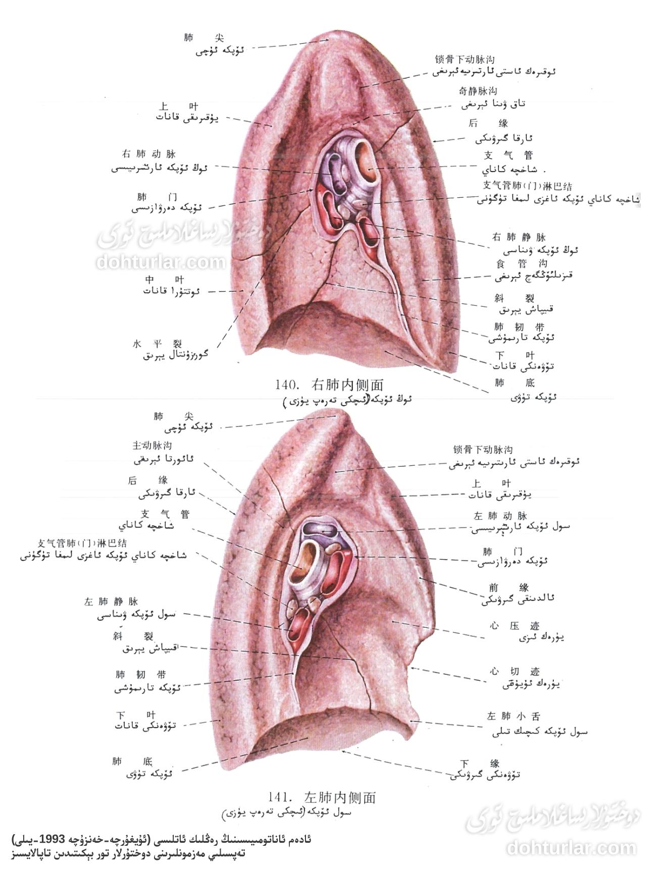 ئۆپكە ئىچكى يۈزى ئاناتومىيىلىك تۈزۈلۈشى