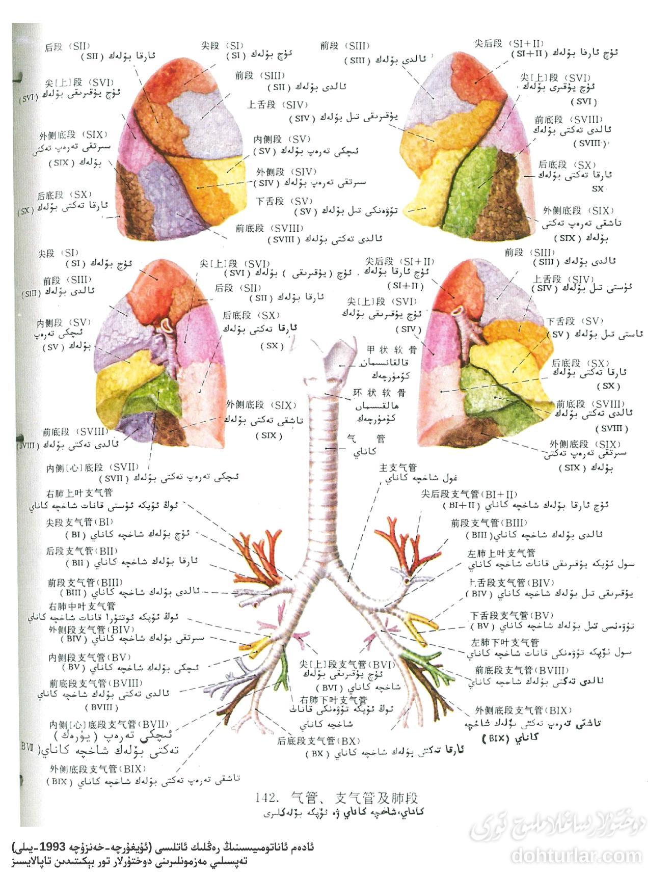 كاناي، شاخچە كاناي ۋە ئۆپكە بۆلەكلىرىنىڭ ئاناتومىيىسى