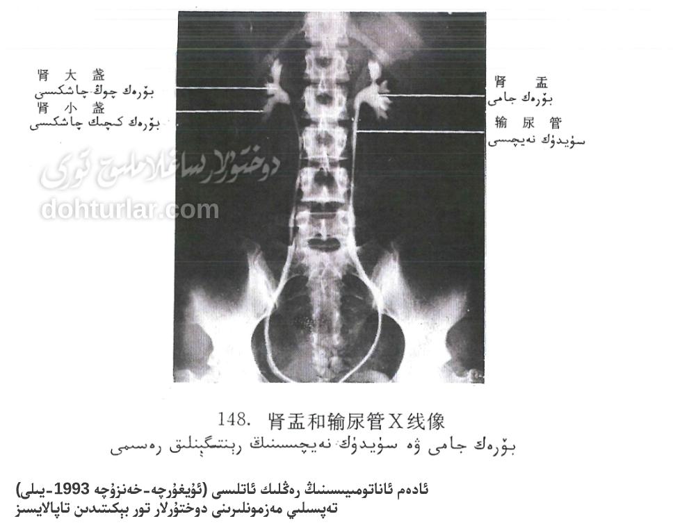بۆرەك ۋە سۈيدۈك يوللىرىنىڭ رېنتىگېنلىق تەكشۈرۈشى