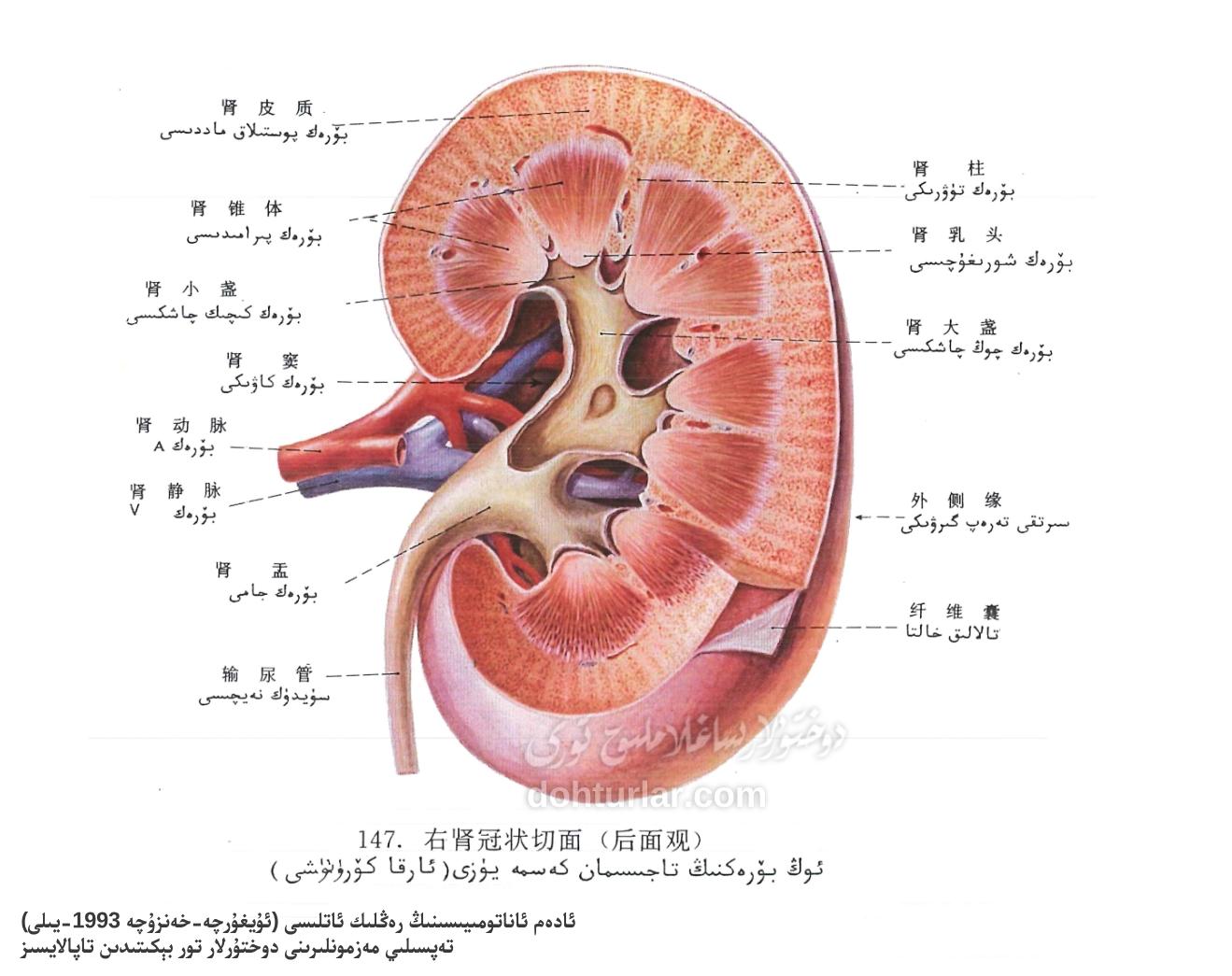 ئوڭ بۆرەك ئاناتومىيىسى تاجىسىمان كەسمە يۈزى كۆرۈنۈشى