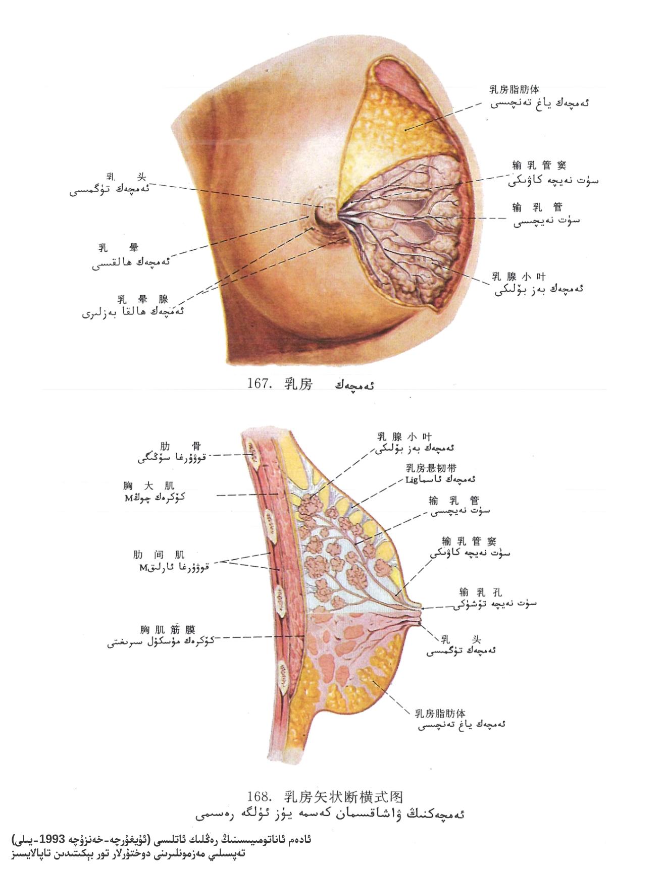 ئەمچەك ئاناتومىيىلىك تۈزۈلۈشى